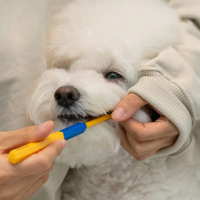 Pethroom | Dental Clean Toothbrush For Pets [XS / M] - Woof² HK