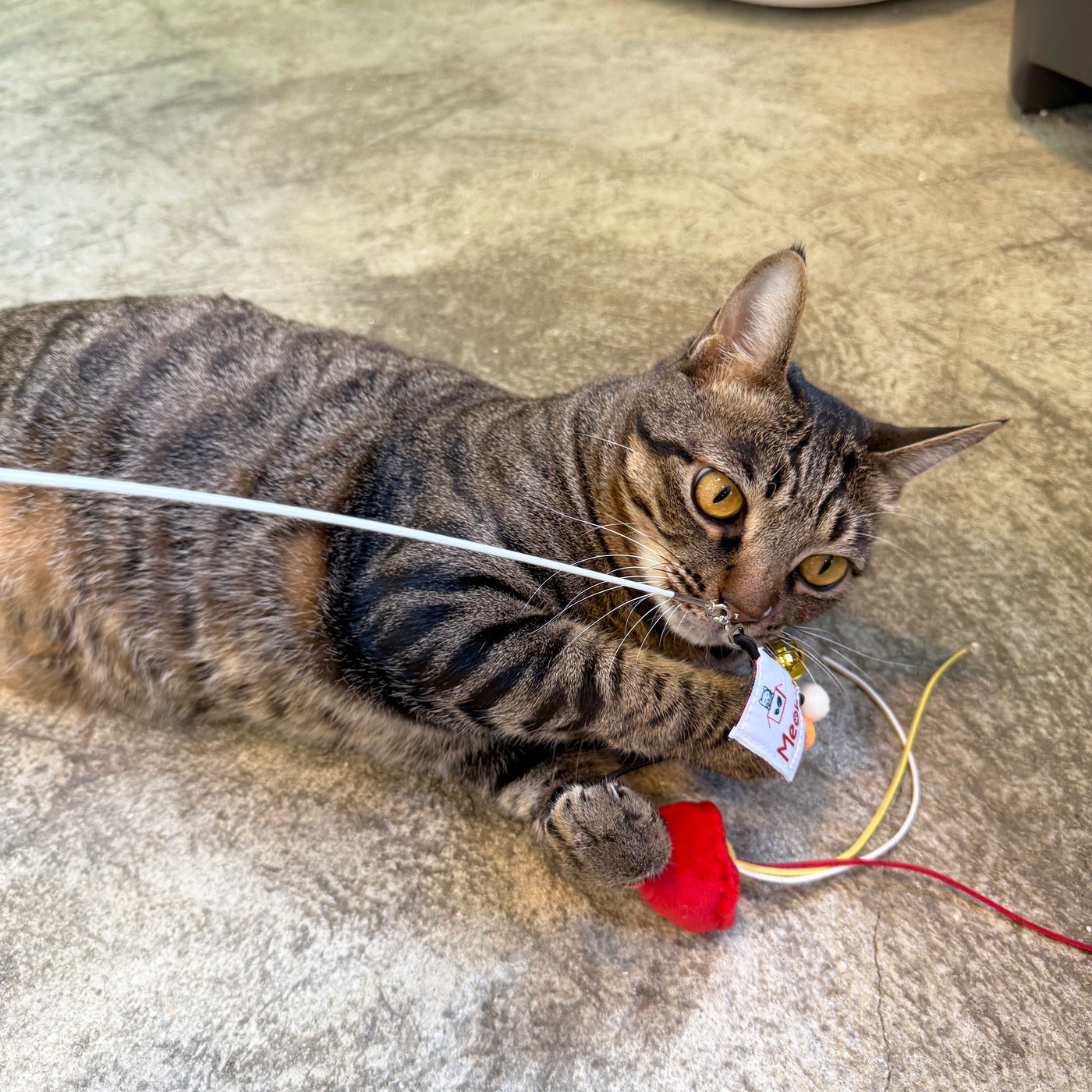 <tc>Meow² | 紅色街市燈逗貓棒</tc>