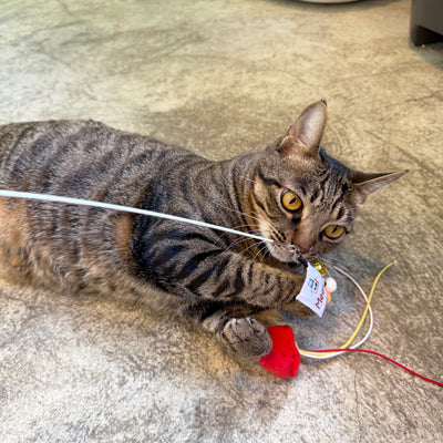 <tc>Meow² | 紅色街市燈逗貓棒替換件</tc>