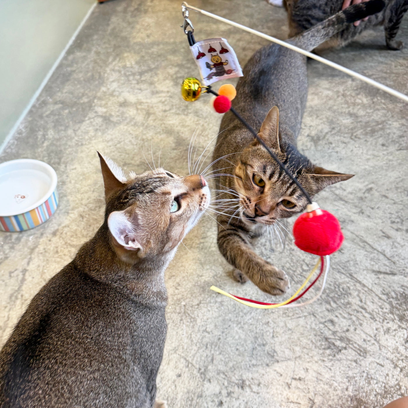 <tc>Meow² | 紅色街市燈逗貓棒</tc>