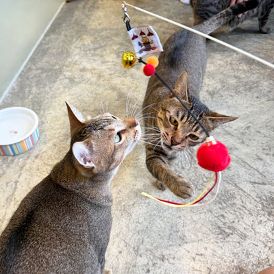 <tc>Meow² | 紅色街市燈逗貓棒</tc>