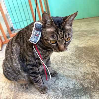 Meow² |  Vintage Mobile Phone Soft Plush Cat Wand