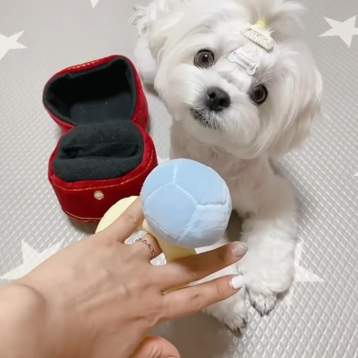 Diamond Ring Toy - Woof² HK